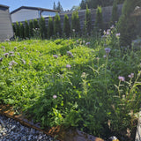 Easy care envirolawn west coast seeds lawn solutions 