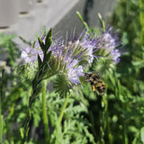 Easy care envirolawn west coast seeds lawn solutions 