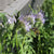 Easy care envirolawn west coast seeds lawn solutions 