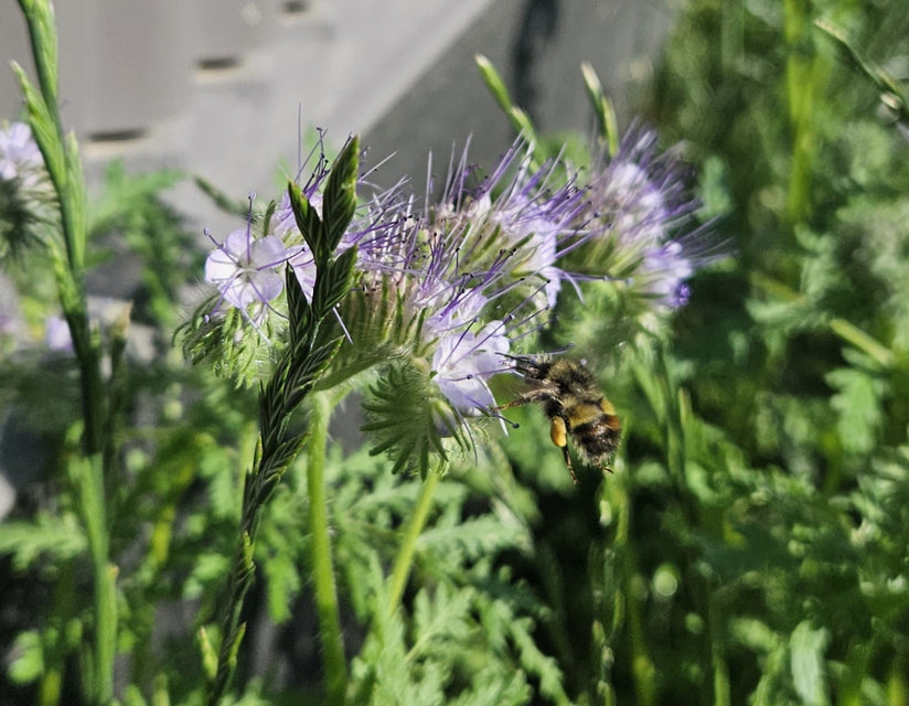 Easy care envirolawn west coast seeds lawn solutions 
