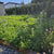 Easy care envirolawn west coast seeds lawn solutions 