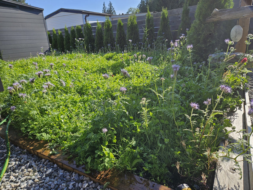 Easy care envirolawn west coast seeds lawn solutions 