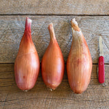 Zebrune