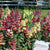 FL3206 Snapdragons