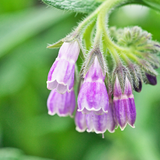 Comfrey