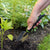 Pinebush Ergonomic Serrated Transplanter
