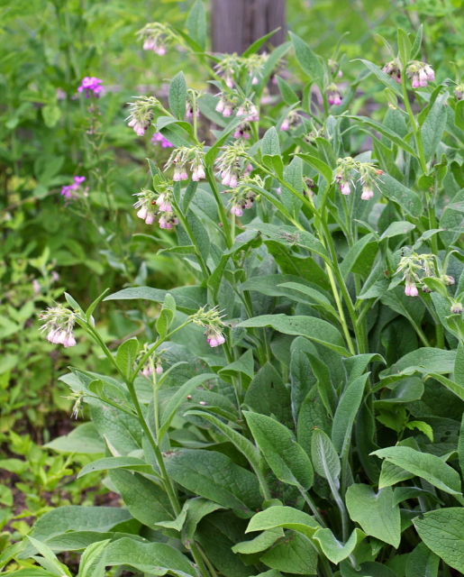 comfrey plant seeds Comfrey