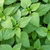 Stinging Nettle