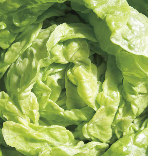 Tom Thumb Lettuce Seeds LT490-1