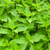 Stinging Nettle