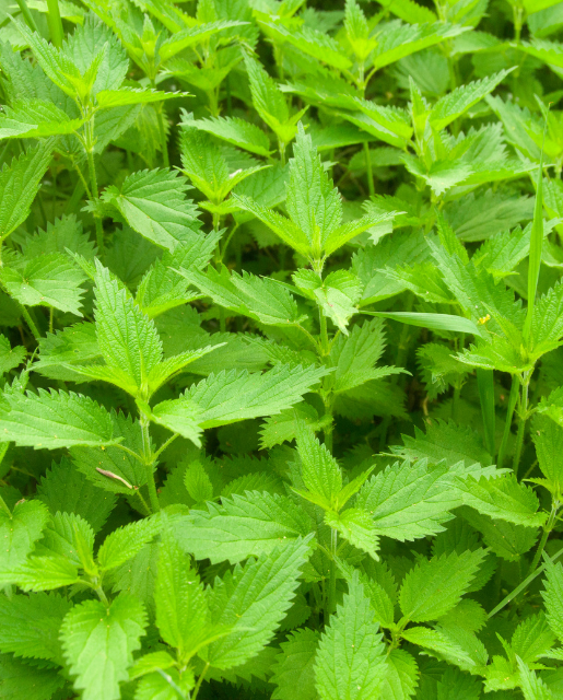 Stinging Nettle
