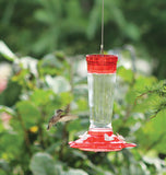 Glass Hummingbird Feeder (10 oz)