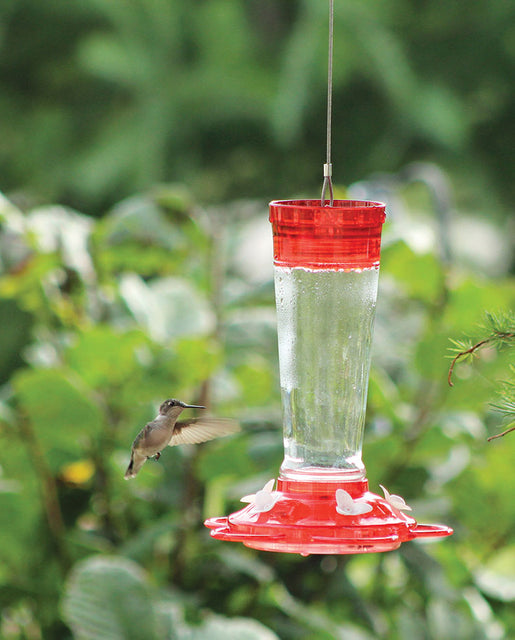 Hummingbird store feeder supplies