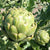 Green Globe