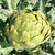 Green Globe