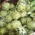 Green Globe