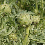 Imperial Star Organic artichoke seeds AR103 4