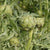 Imperial Star Organic artichoke seeds AR103 4