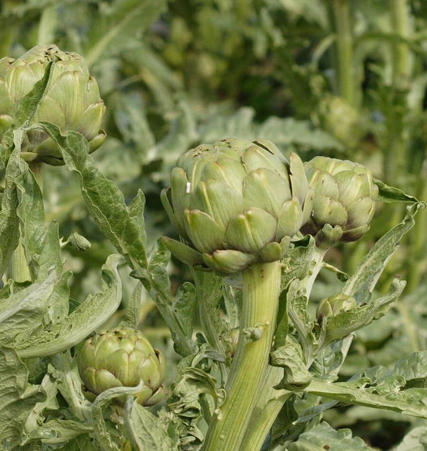 Imperial Star Organic artichoke seeds AR103 4