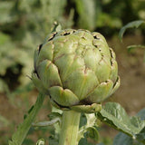Imperial Star Organic artichoke seeds AR103 3