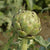 Imperial Star Organic artichoke seeds AR103 3