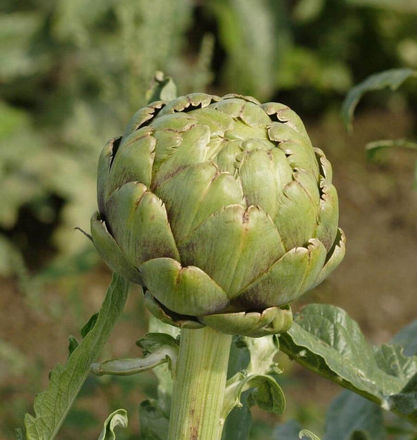Imperial Star Organic artichoke seeds AR103 3