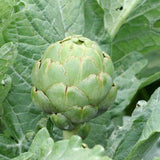 Imperial Star artichoke seeds