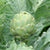 Imperial Star artichoke seeds