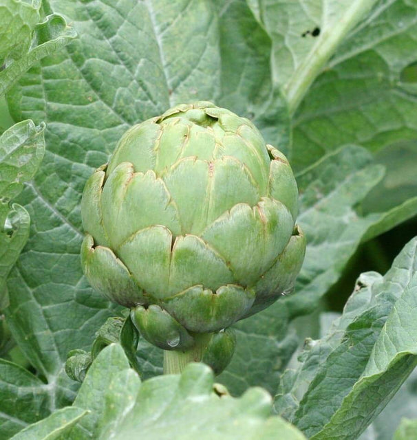Imperial Star artichoke seeds
