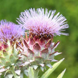 Cardoon