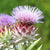 Cardoon