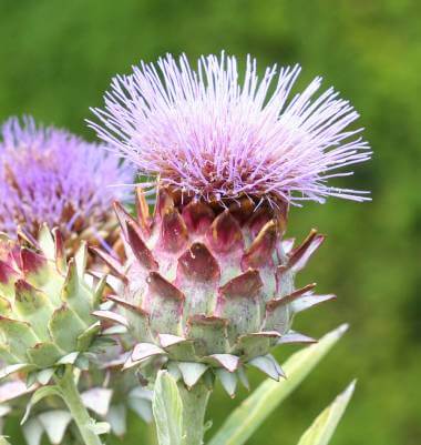 Cardoon