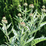 Cardoon