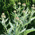 Cardoon