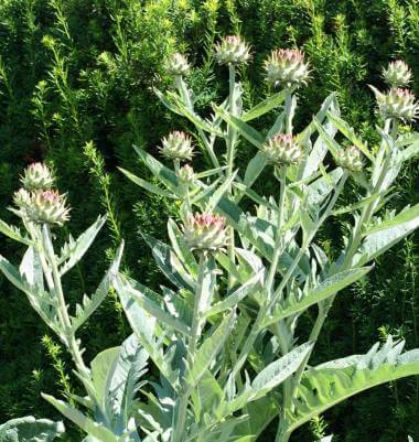 Cardoon
