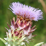 Cardoon