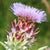 Cardoon