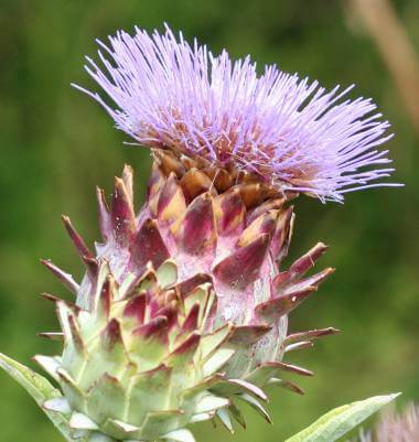Cardoon