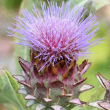 Cardoon AR104-1