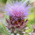 Cardoon AR104-1