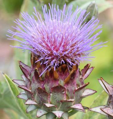 Cardoon AR104-1