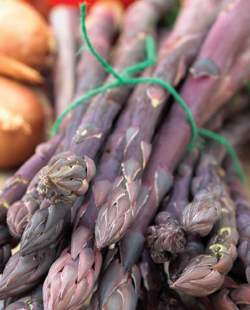 Purple Asparagus Crowns