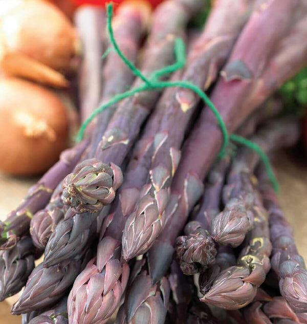 Purple Asparagus Crowns