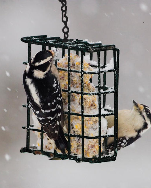 Pinebush Suet Cake Feeder