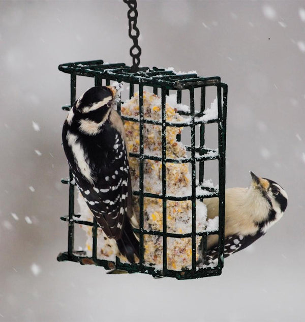 Pinebush Suet Cake Feeder