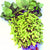 Kuroshinju Soybean Seeds for Edamame