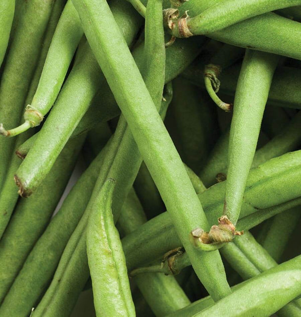 Strike Bush Bean Seeds – West Coast Seeds