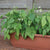 Mascotte Patio Beans