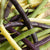 Tricolor Bean Blend