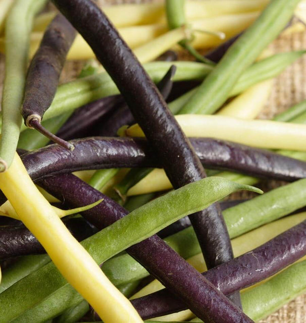 Tricolor Bean Blend